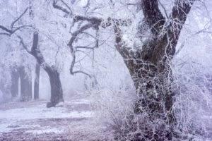 Europe, Germany, Hesse, nature park Lahn-Dill-Bergland, Hohensolms, lime trees and chestnut trees in hoarfrost on the castle hill Europe, Germany, Hesse, nature park Lahn-Dill-Bergland, Hohensolms, lime trees and chestnut trees in hoarfrost on the castle hill